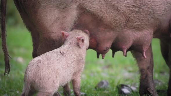 A small piglet eating from its mother