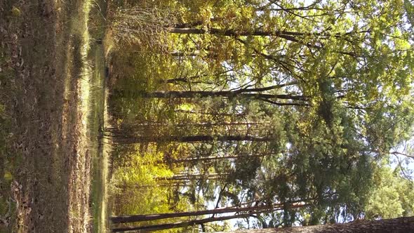 Vertical Video of an Autumn Forest During the Day in Ukraine