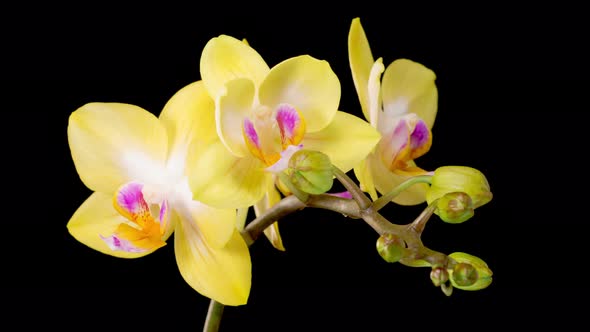 Blooming Yellow Orchid Phalaenopsis Flower