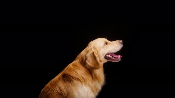 Golden Retriever Standing on Back Legs on Black Background Gold Labrador Dog Performing a Command