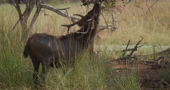 Beautiful Male Sambar (Rusa Unicolor) Deer Grazing in the Forest of Ranthambore National Park