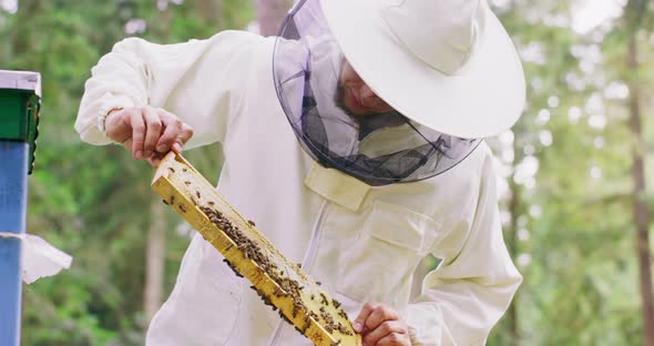 Young Male Bearded Beekeeper in White Protective Suit Stays Among the Hives and Turns Beehive Frame