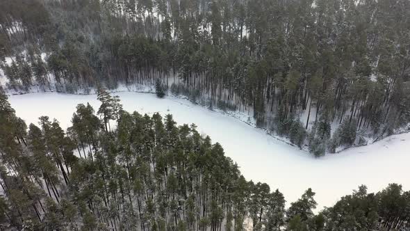 Winter Snowy Forest, Aerial View