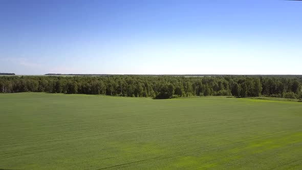 Small Forest in Middle of Boundless Green Rye Field