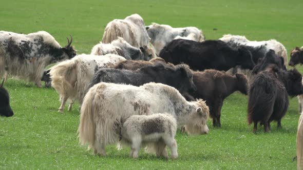 Herd of Long-Haired Yak Flock in Asian Meadow