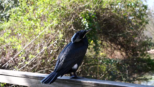 Portrait shot of black Cormorant shaking head and resting in wilderness during sunny day - close up