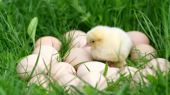 Cute Funny Little Chicken with Eggs on a Green Lawn