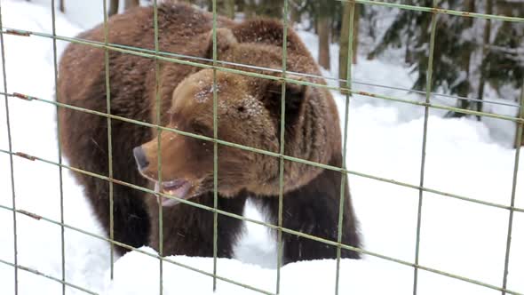 A close-up bear in a cage, a winter zoo