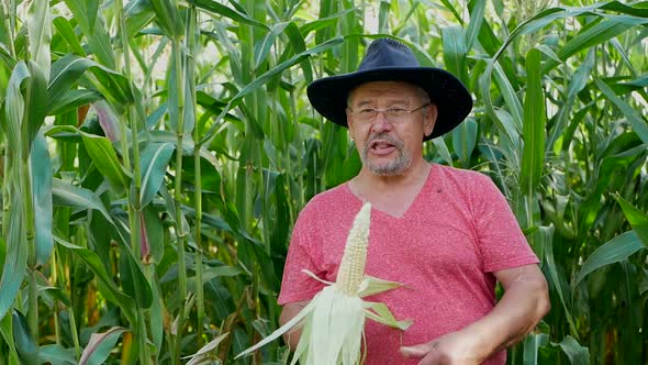 Farmer inspecting corn cob at his field