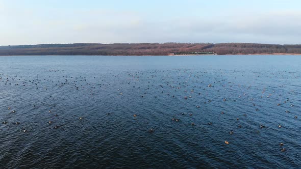 An Aerial View of a Group of Mallard Ducks Swimming Peacefully and Taking Off in a Large Lake. Wild