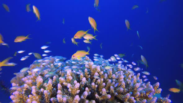 Tropical Blue Green Chromis Fish