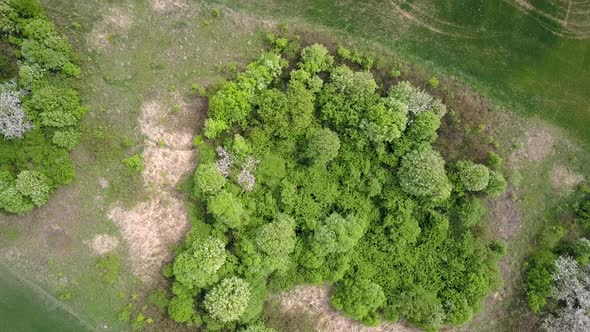 Top aerial view of green trees in a field with green grass.