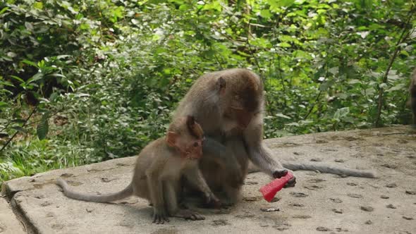 Monkeys eat food. Monkey forest in Ubud Bali Indonesia.