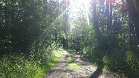 Beautiful Green Forest on a Summer Day Slow Motion