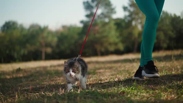 Beautiful athletic woman in a sporty turquoise overalls walks with her fluffy cat on leash in forest