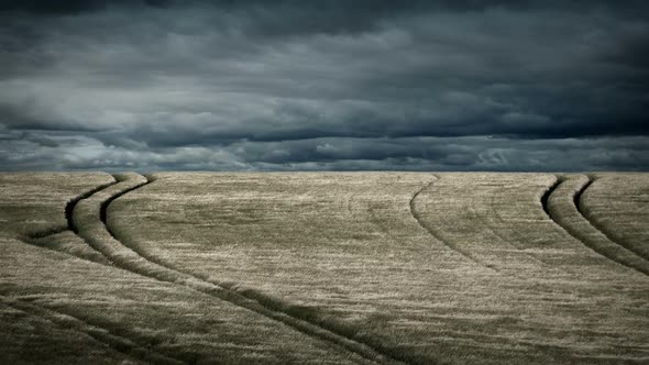 Field In Strong Wind With Dramatic Sky