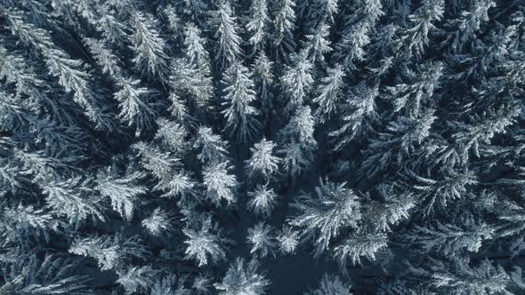 Winter Season Spruce and Pine Trees Covered with Snow. Aerial Top Down Flyover Shot of Winter Forest