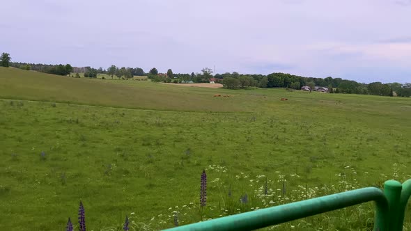 First-Person Perspective While Passing Through An Extensive Pastureland. POV Shot