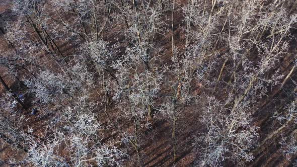 Leafless forest. Nature with naked trees in the wood. View from above on brown trees.