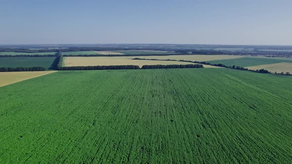 Aerial Top Down View of Sunflower Field