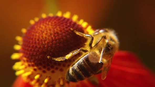 Honey Bee Covered with Yellow Pollen Drink Nectar Pollinating Flower