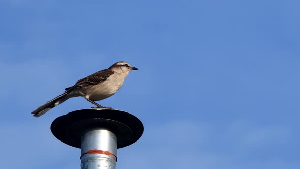 A chalk-browed mockingbird (Mimus saturninus) takes off from a chimney.
