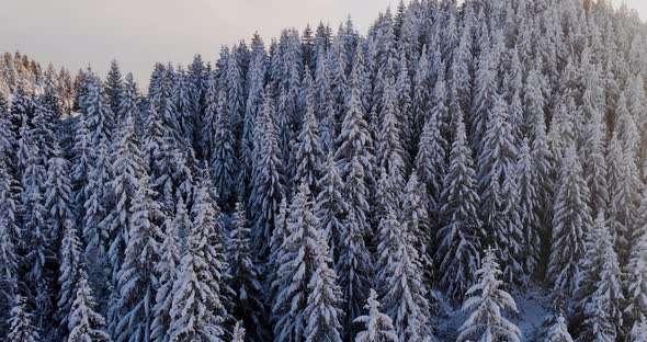 Mountain Trees Snow Aerial Drone Top Down in Fundata, Romania