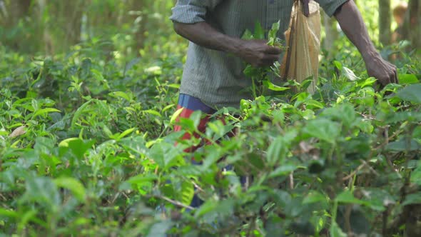 Local Worker in Shirt Gathers Green Leaves Holding White Bag