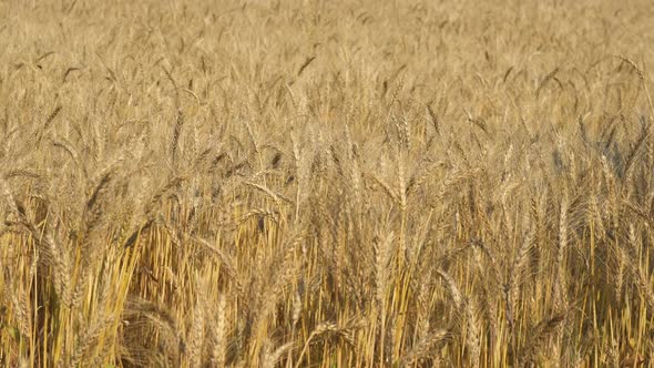 Barley Field