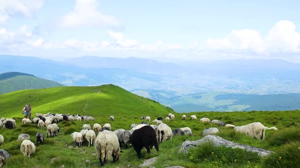 White Sheeps Grazing in a Field on Nature