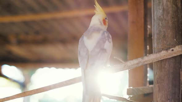 Domestic cockatiel parrot sitting on branch of tree