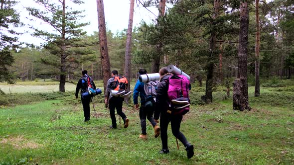 Exploratory Hikers Walking In Forest