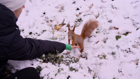 A Girl Feeds a Squirrel From Her Hands in Winter on a Lawn with Snow