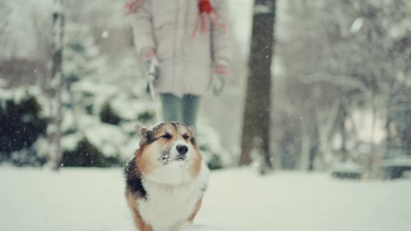 Close Up Slow Motion Cute Curious Tricolor Pembroke Welsh Corgi Dog Walking Outdoors in Deep Snow