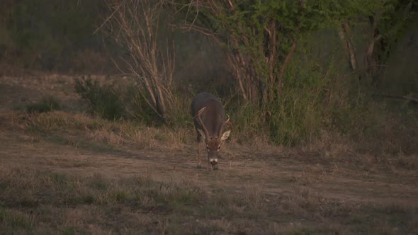 a whitetail buck in Texas, USA