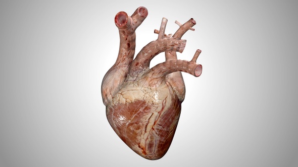 Heart Natural Shot 01  alt