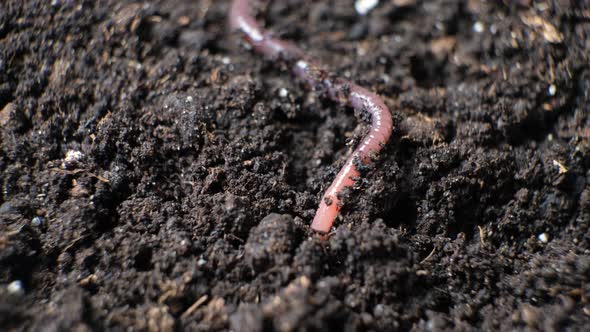 A Big Earthworm Crawls Into a Hole in the Black Ground Closeup