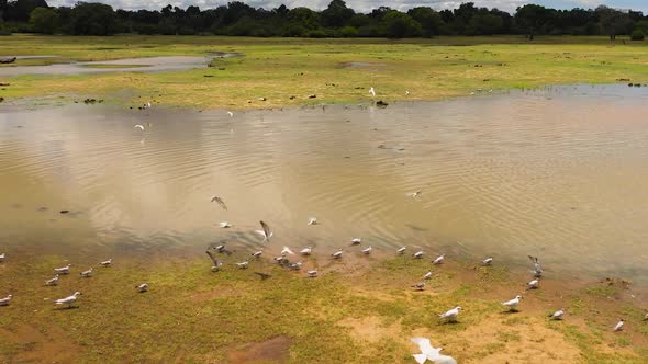 Tropical Landscape with a Lake and Birds