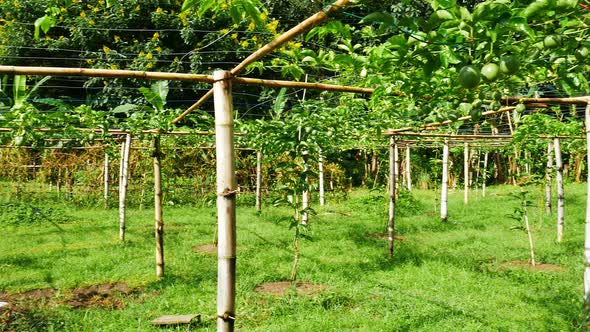 Passion Fruits on the Vine