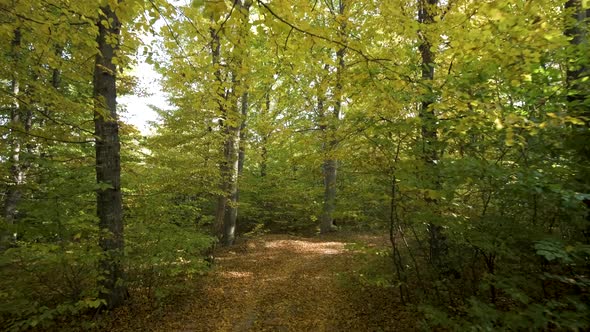 Autumn forest with bright orange and yellow leaves. Dense woods in sunny fall weather.