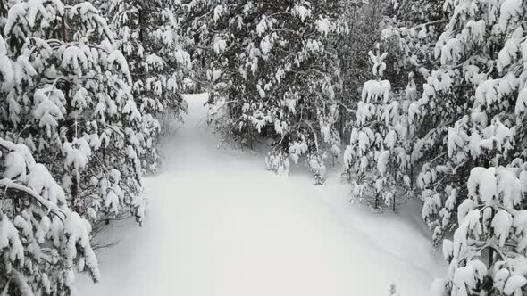 Festive Winter Snowy Forest in Cool Weather Aerial View