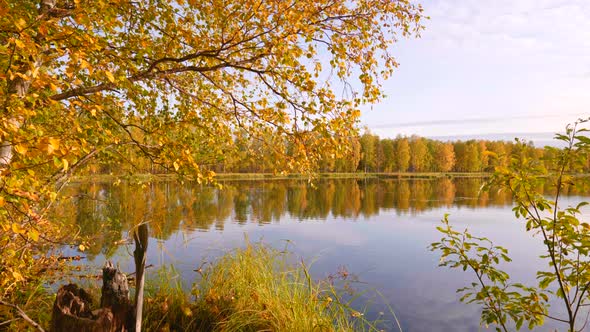 Finnish Autumn Ruska. Crane Shot of Landscape with Golden Autumn Trees and Lake