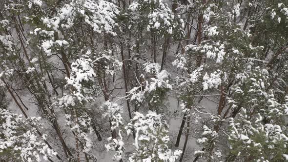 Tops Of Trees In The Forest Close