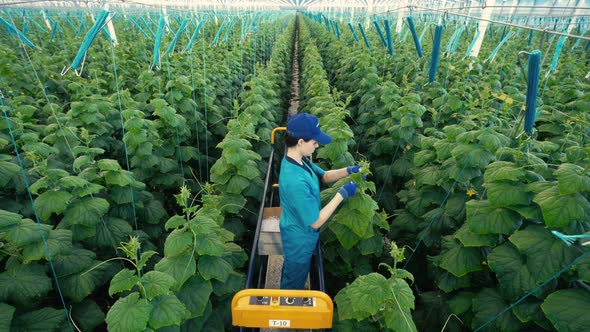 Person Works with Cucumbers in a Greenhouse.