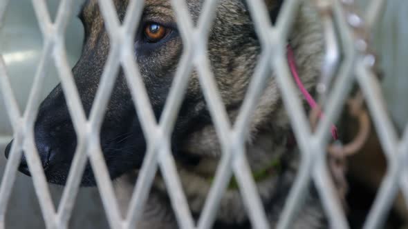 Shepherd dog sitting in the cage