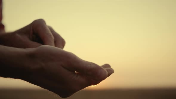 Man Farmer Hands Make Quality Control Wheat Seeds Close Up at Sunrise Field