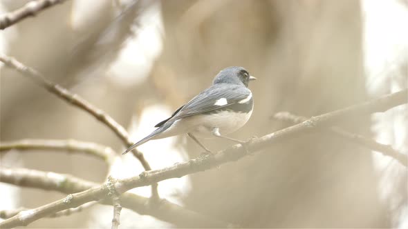 A Black-Throated Blue Warbler Perched On A Tree Branch, Song Bird Of North America. cute little bird