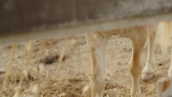 Young Mare Eats Hay on Her Private Ranch