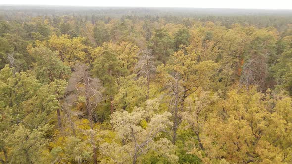 Autumn Forest Landscape with Trees By Day