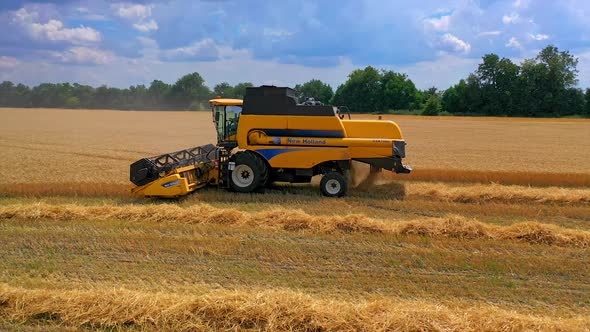 Harvesting wheat with combine. Aerial shot of combine gathering wheat crop